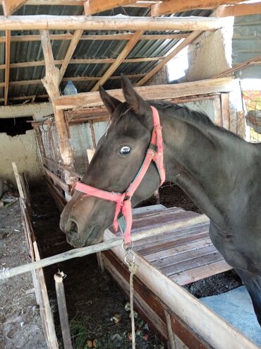 конный спорт бишкек цены в Кыргызстан | Услуги: Сухарьдын баласы жашы 1 жаш 4 ай болду. Баасы 180 мин. Буту колу таза