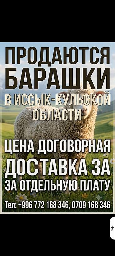 С/х животные и товары: Продаю | Баран (самец) | Для разведения — 1