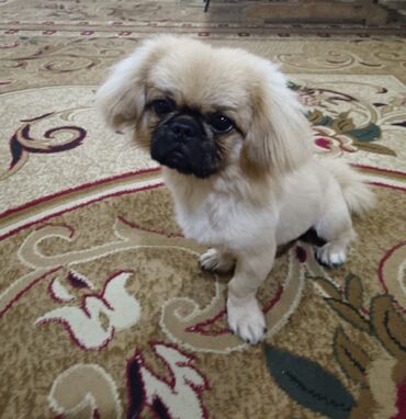 pekines itlerinin satisi: Пекинес, 8 месяцев, Самец, С прививками, Самовывоз