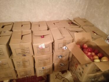 тыква сколько стоит: Яблоки Оптом