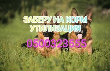 продаю карова: Куплю | Коровы, быки, Лошади, кони | Круглосуточно, Любое состояние