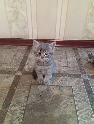 Мышыктар: Продаются котята от Британской кошки короткошёрстные котята серого — 4