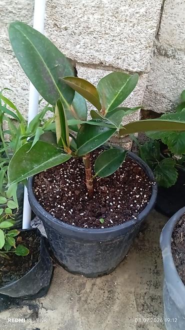 bambuk gülü: Qum Kauçuku (Ficus elastica) – dekorativ ev bitkisi, qara plastik — 2