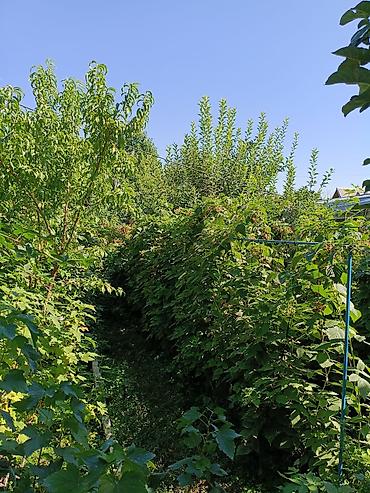 Продажа участков: 5 соток, Красная книга — 14