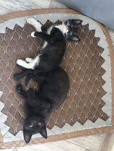 котята в добрые руки бесплатно: Отдам котят в хорошие руки: Порода: обычная Цвет — 3