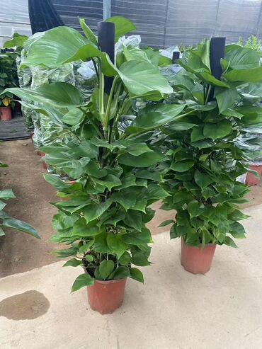 Пальмы: Пальмы Дипсис Монстеры, Бадьян Аннисовый,Корица, Стрелиция at lalafo.kg — 19 Пальмы: Пальмы Дипсис Монстеры, Бадьян Аннисовый,Корица, Стрелиция — 19