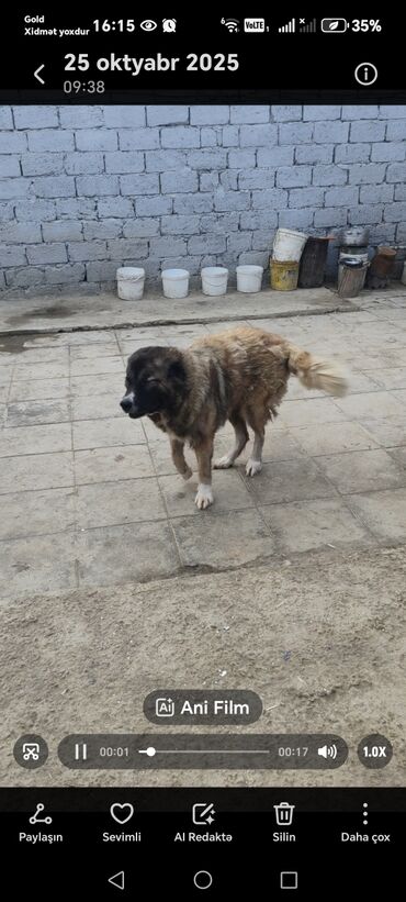 İtlər: Qafqaz çoban iti — 2