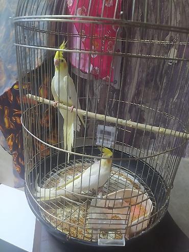 sultan tutuquşusu: Narin qaşqa tutuquşu (Cockatiel) cütü və qəfəs dəsti - Növ: Cockatiel — 1