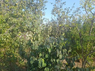 ev alqi satqisi ve kirayesi: 2 otaqlı, 8 kv. m, Kredit yoxdur, Təmirsiz