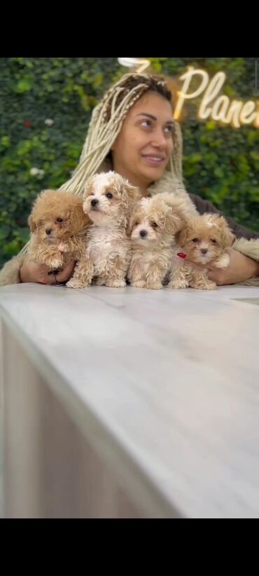 İtlər: 4 ay, Dişi, Peyvəndli, Ünvandan götürmə — 11