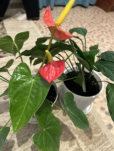Антуриумдар: Комнатные растения в кашпо: 1) Антуриум (Anthurium andreanum) - — 2