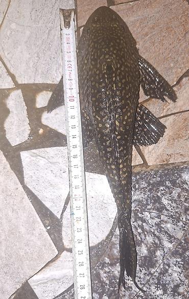 akvarium baliqlari satisi: Salam iri ölcülü xişnik şüşə təmizdiyən isdiyən əlaqə saxlssın — 3