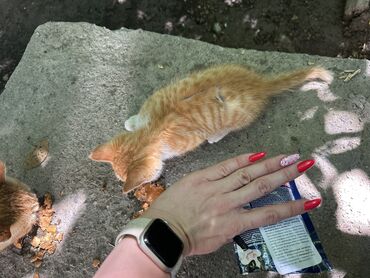шотландская вислоухая кошка черная: Мышык бекер берилет: Породасыз, 2 айлык, Эркек