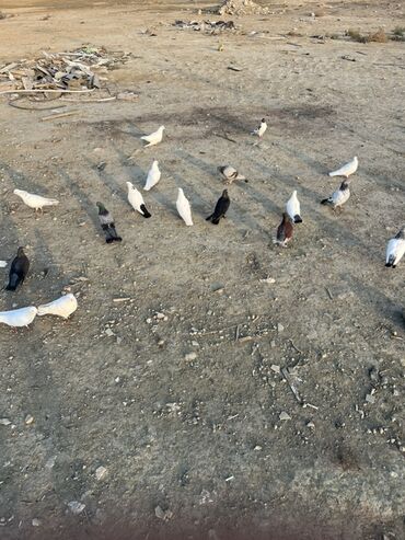 Göyərçinlər: Göyərçinlər zabratdadı hamsı uçan quşlardı isdəyən olsa gəlsin həyətdə — 6