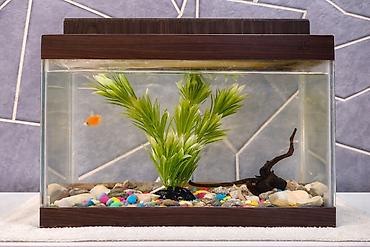 akvarium azn: Şüşə akvarium 1 ədəd balıq 1 ədəd yosun dekor 1 ədəd ağac dekor 200 — 1