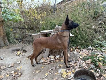акустические системы neeka колонка в виде собак: Бельгийская овчарка, 1 год, Самка, С прививкой, С родословной