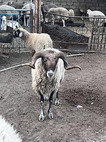 mal qara fermalari: Qoch (erkək qoyun) – iri buynuzlu, sağlam və güclü nəsil başçısı - — 1
