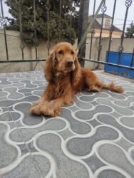 İtlər: Koker spaniyel, 1 il, Erkek, Peyvəndli -da lalafo.az — 1 İtlər: Koker spaniyel, 1 il, Erkek, Peyvəndli — 1