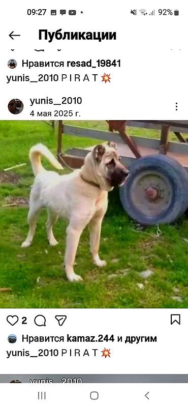 İtlər: Kanqal — 14