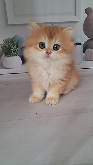 котятя: Британская короткошёрстная, 2 месяца, Девочка, Золотая шиншилла — 2