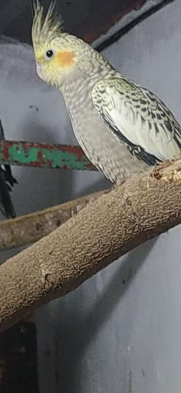 korella qus: Nimfa (Cockatiel) tutuquşuları – müxtəlif rənglərdə populyasiya - — 2