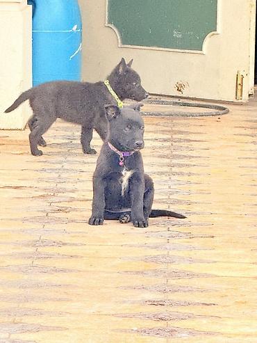 itlər bala: Belçika çoban iti, 2 ay, Peyvəndli, Pulsuz çatdırılma — 2