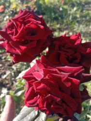 Çöl bitkiləri: Saqı Gülçülük – Tərtərin ən gözəl gülləri Bir gül təkcə ətriylə deyil — 29