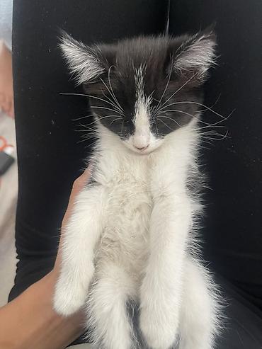 кошка домашняя: Котёнок, чёрно‑белый, короткошёрстный (окрас «тукседо»). Нежный — 3
