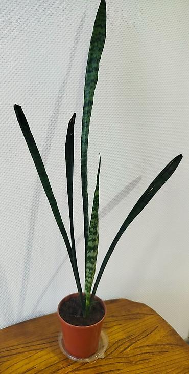 Денежное дерево: Денежное дерево отросток - 50 и 100 сом. Спатифилум, женское счастье — 6