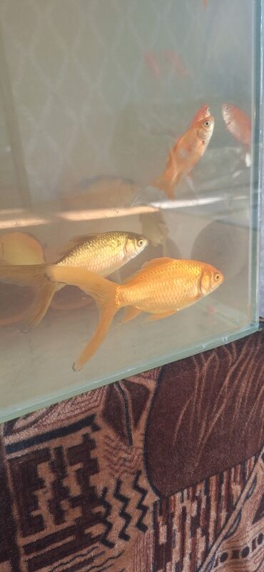 Akvariumlar: Dördbucaq akvarium, Balıqlarla birlikdə, 64 l, Ünvandan götürmə — 8