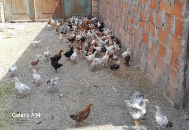 İtlər: Digər quşlar