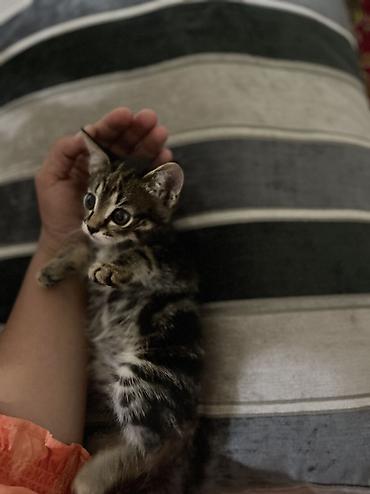 котята норвежской лесной кошки: 1 месяц, Девочка, Серый — 8