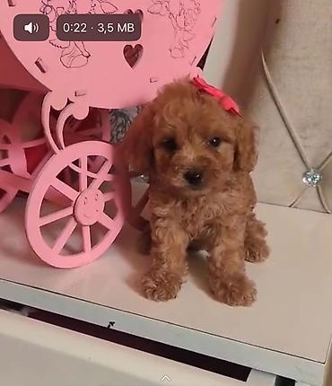 heyvanlar: Maltipoo/poo tipli balaca it balaları - Şirin, yumşaq, qıvrım və ya — 8