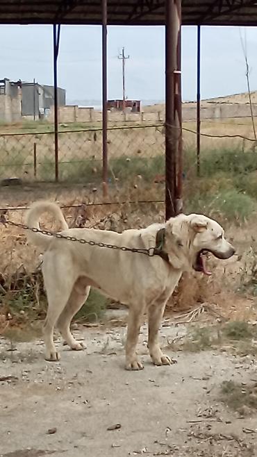 tap az itler kangal: Qurdbasar, 3 il, Erkək, Peyvəndli, Rayonlara çatdırılma — 3