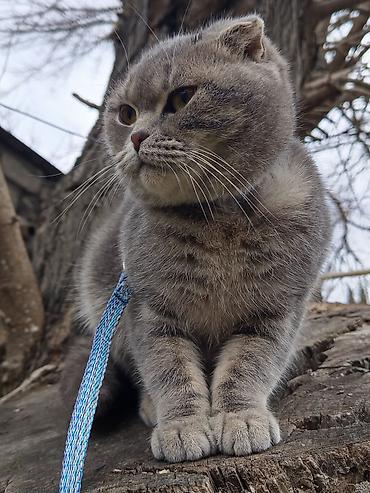 Pişiklər: Şotland, Dişi — 2