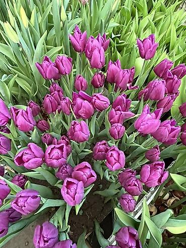 Букеты из живых цветов: Тюльпаны на 8 марта Принимаю корпоративные заказы с оформлением 16 — 21