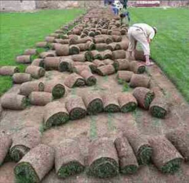 Toxumlar: Enli yarpağ Danimarka novü qazon ları bizdən əldedə bilərsiniz — 4