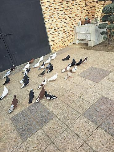 Göyərçinlər: Salam 35 eded goyercindi kom 7 manat.tek tek 10 manat. Təsvir: - — 8