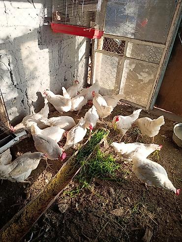 Птицы: Несушка тооктор уйдо оскон — 2