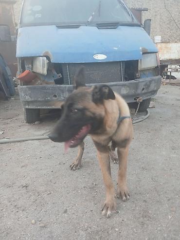 balaca it şəkilləri: Belçika çoban iti — 3