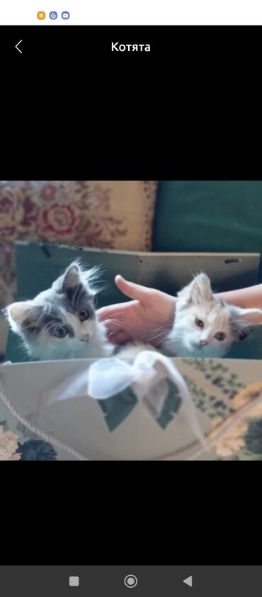 британская кошка: 2 месяца, Девочка, Приучена к лотку, Проглистована