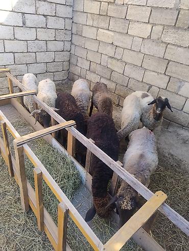 cuce satışı: 9quzu satılır. 2 erkək 7dişi . diri çəkilərək 28. 27. 29. 24 kilodu — 4