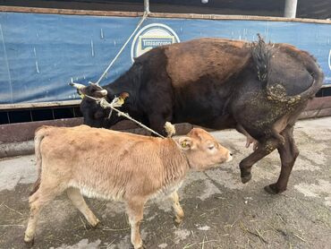 Коровы, быки: Продаю | Корова (самка) | Для разведения | После отела — 10