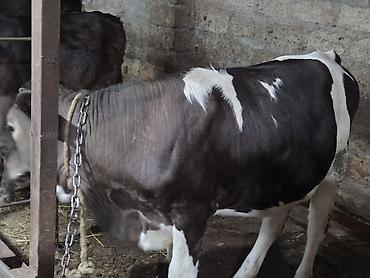 Inəklər, öküzlər: Yani simental balali super südük damazliq inek satilir.7.8 lt yaxin — 1