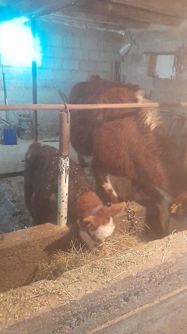 Коровы, быки: Продаю | Корова (самка) | Полукровка | Для разведения | После отела — 8