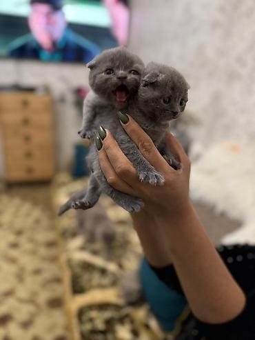 Pişiklər: Temiz şatlan pişiyidi -da lalafo.az — 8 Pişiklər: Temiz şatlan pişiyidi — 8
