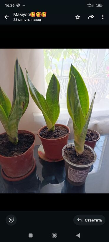 malina.kg продажа малины оптом в бишкеке новопокровка фото: 🌿 Продается Сансевиерия 🌿 Красивое и неприхотливое комнатное растение