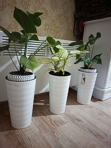 микориза купить: Комнатные растения в декоративных кашпо 1) Антуриумы (Anthurium) - — 3