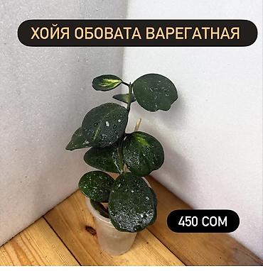 Хойи: Хойя (Hoya) Nui 400 сом( Hoya macrophylla 250 сом Хойя — 24