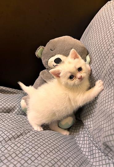 Кошки: Шотландская, Самка, В добрые руки, Самовывоз — 5